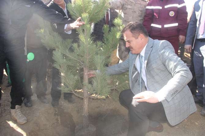 Halk, asker ve polis 50 fidan dikti 24