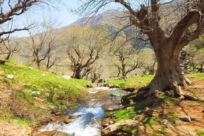 3 asırlık ağaçlar kartpostallık görüntüler 3