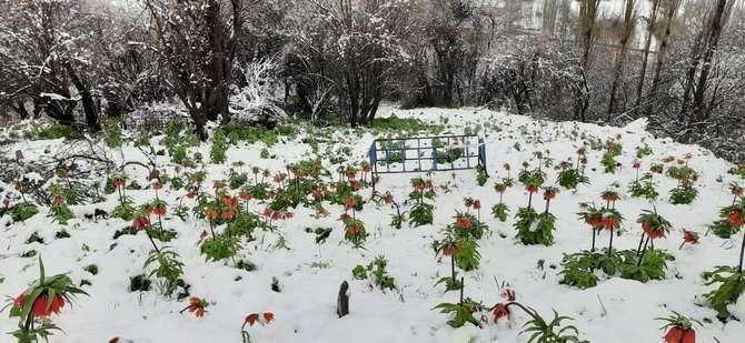 Ters lalelerin karla buşması 12