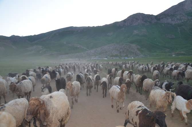 Beytüşşebap Faraşin Yaylası 9