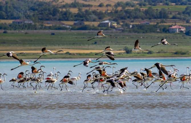 Flamingoların eşsiz dansı 1