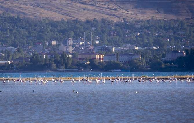 Flamingoların eşsiz dansı 11