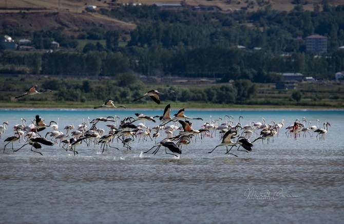 Flamingoların eşsiz dansı 5
