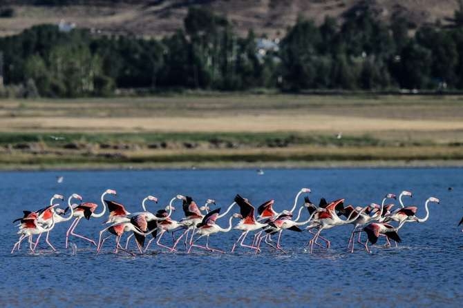 Flamingoların eşsiz dansı 6