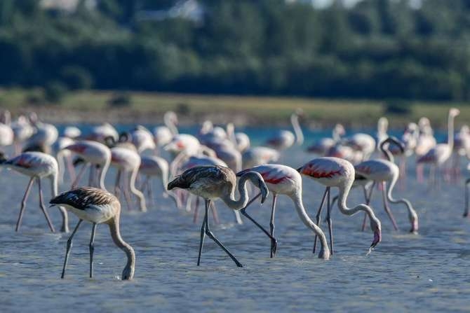 Flamingoların eşsiz dansı 7