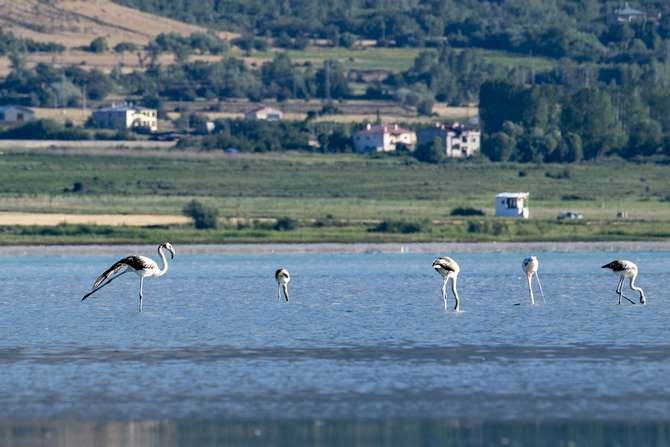 Flamingoların eşsiz dansı 8