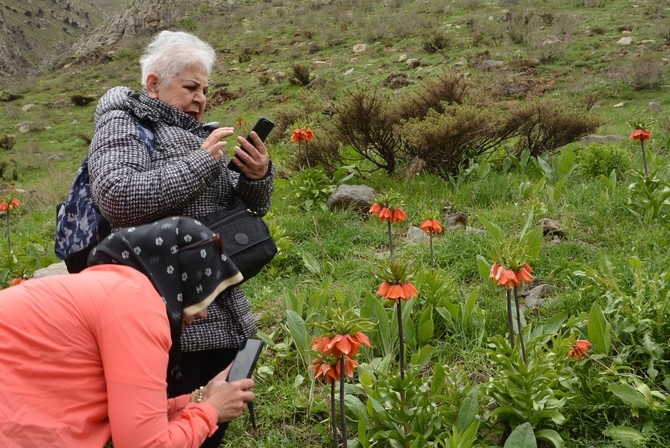 Turistler Ters lale bahçesine hayran kaldı 3