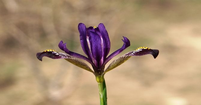 Hakkari’de iki yeni süsen bitkisi keşfedildi 5