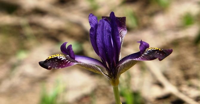 Hakkari’de iki yeni süsen bitkisi keşfedildi 7