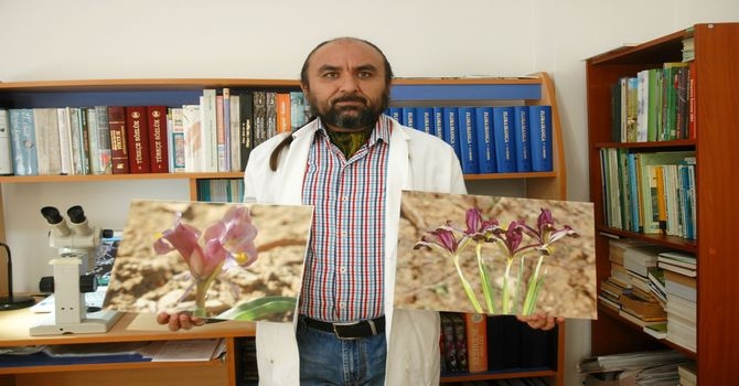 Hakkari’de iki yeni süsen bitkisi keşfedildi 8