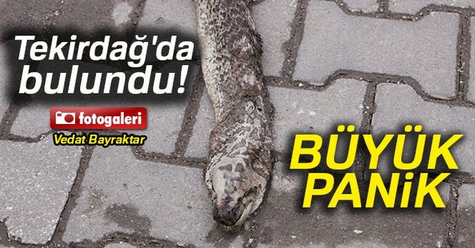 Dev yılan paniği 1