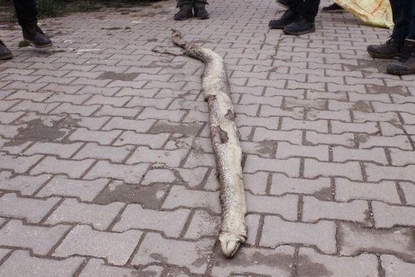 Dev yılan paniği 2