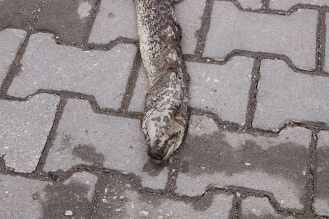 Dev yılan paniği 4