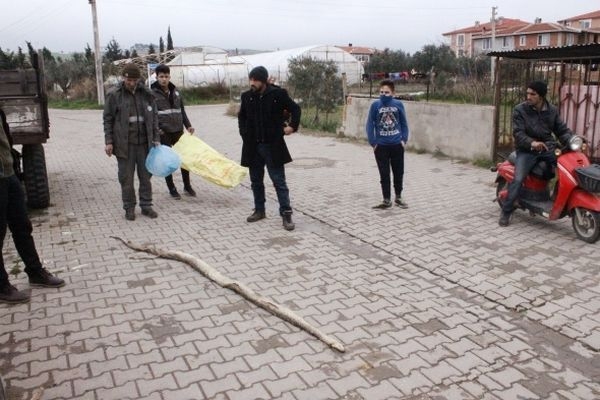 Dev yılan paniği 6