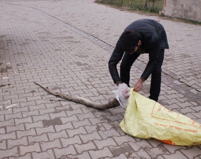 Dev yılan paniği 9