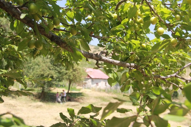 'Nivi Timeh etkinliği 2018 8