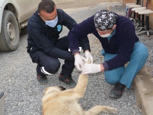 Hakkari belediyesin 'den can dostlara şefkat eli