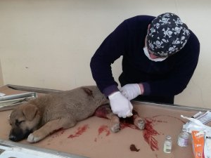 Aracın çarptığı can dost tedavi altına alındı