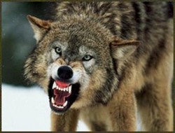 Aç kurtlar ilçe bastı kangal parçaladı