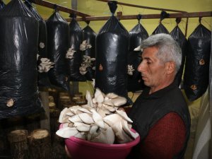 istiridye mantarına büyük rağbet