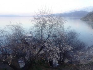 Akdamar Adası’nda badem ağaçları çiçek açtı