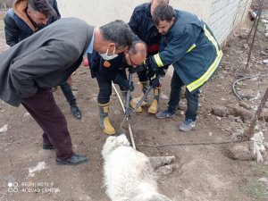 Ağzına demir saplanan köpek kurtardı