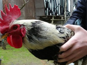 Anne dedi: Kesilmekten kurtuldu!