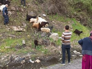 Çiftçilere 300 küçükbaş hayvan desteği