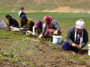 Kadınların pancar mesaisi başladı
