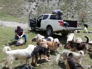 Hakkari’de can dostlara yiyecek bırakıldı