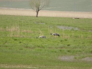 ‘Bayağı Turna’ görüntülendi