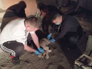 Yavru köpek gençlik hastalığına yakalandı