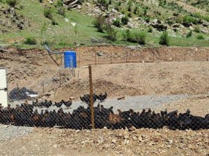 Hanke Dağı'nda artık, tavuklar geziyor