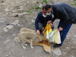 Hayvanlar için doğaya yem bırakıldı