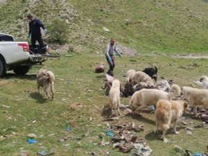 Kısıtlamada can dostlar unutulmadı