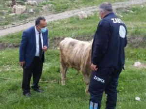 Başıboş bırakılan hayvan sahiplerine idari ceza
