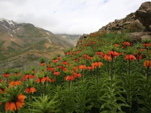Tunceli dağları ters laleler ile renklendi
