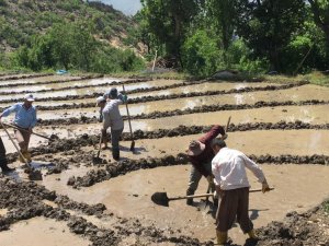 Çukurca'da çeltik ekim başladı