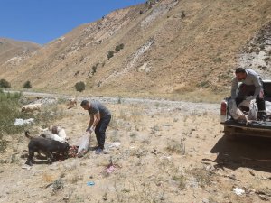 Sokak hayvanlarına yiyecek bırakıldı