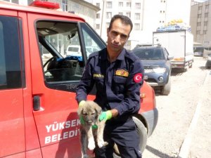 Mahsur kalan yavru köpek kurtarıldı