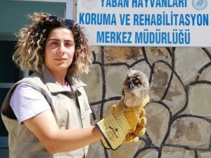 Yaralı kuşlar tedavi altına alındı