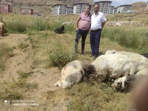 Hakkari’de kurban kesim yeri belli oldu