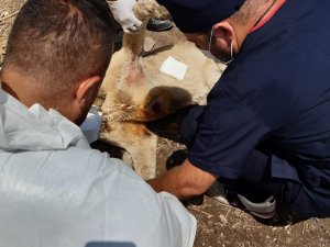 Çoban köpeği Ayı saldırısına uğradı