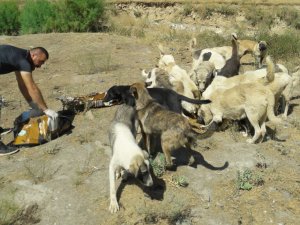 Kırsal kesimdeki can dostlara yiyecek bırakıldı