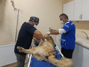 Aracın çarptığı can dost kurtarılamadı