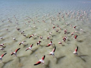 Flamingolar havadan görüntülendi