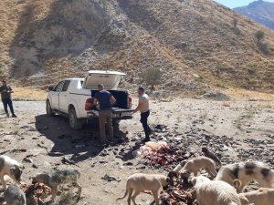 Hakkari'de sokak hayvanlarına sakatat bırakıldı
