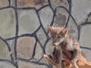 Tedavi edilen yavru kurt doğaya bırakıldı