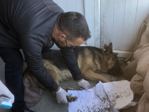 Belediye ekipleri 3 can kurtardı