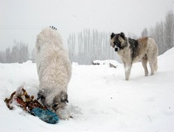 Başıboş köpekler korku salıyor